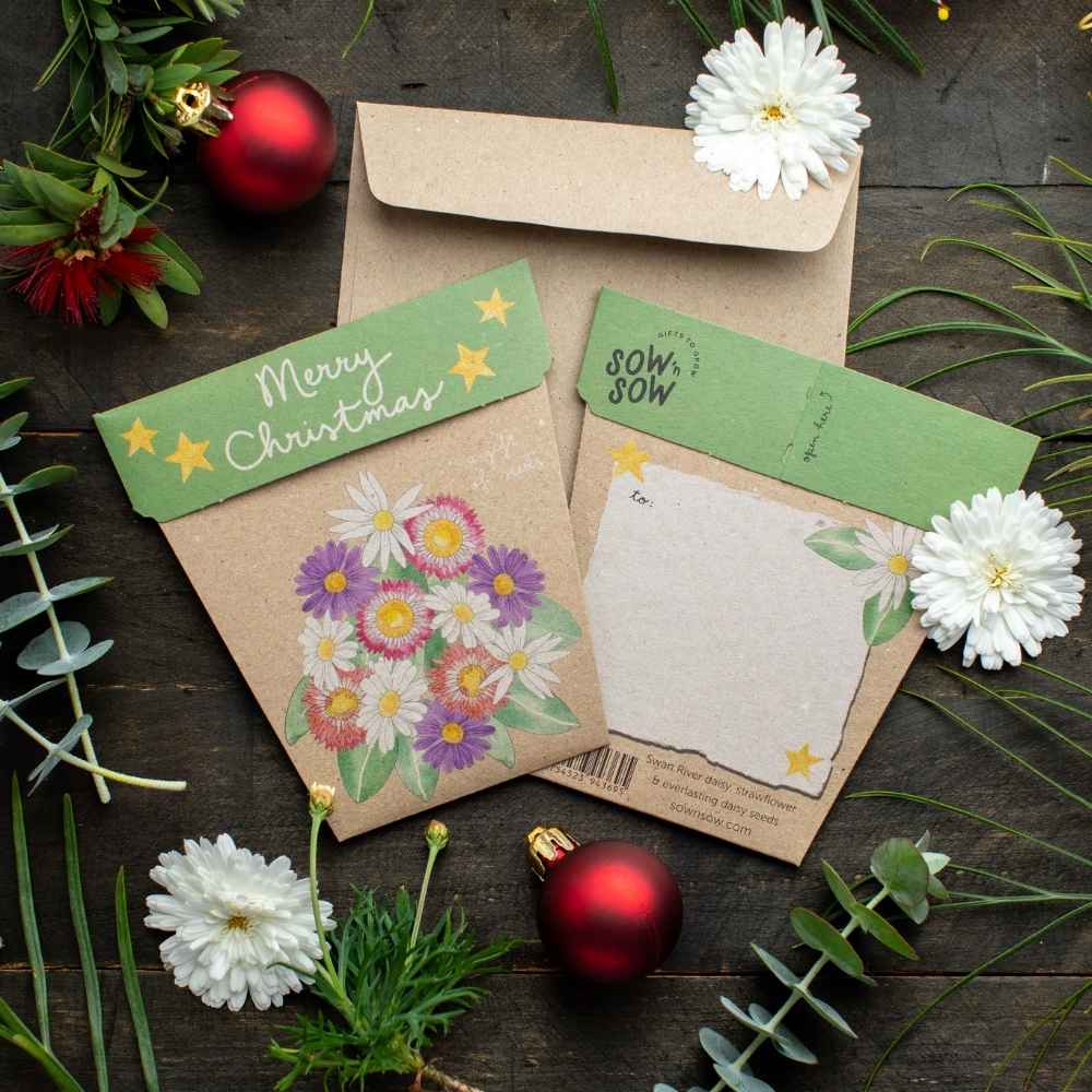 Christmas Native Daisies Gift of Seeds (Australia Only)