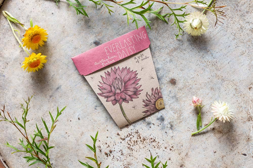 Everlasting Daisy Gift of Seeds (Australia Only)