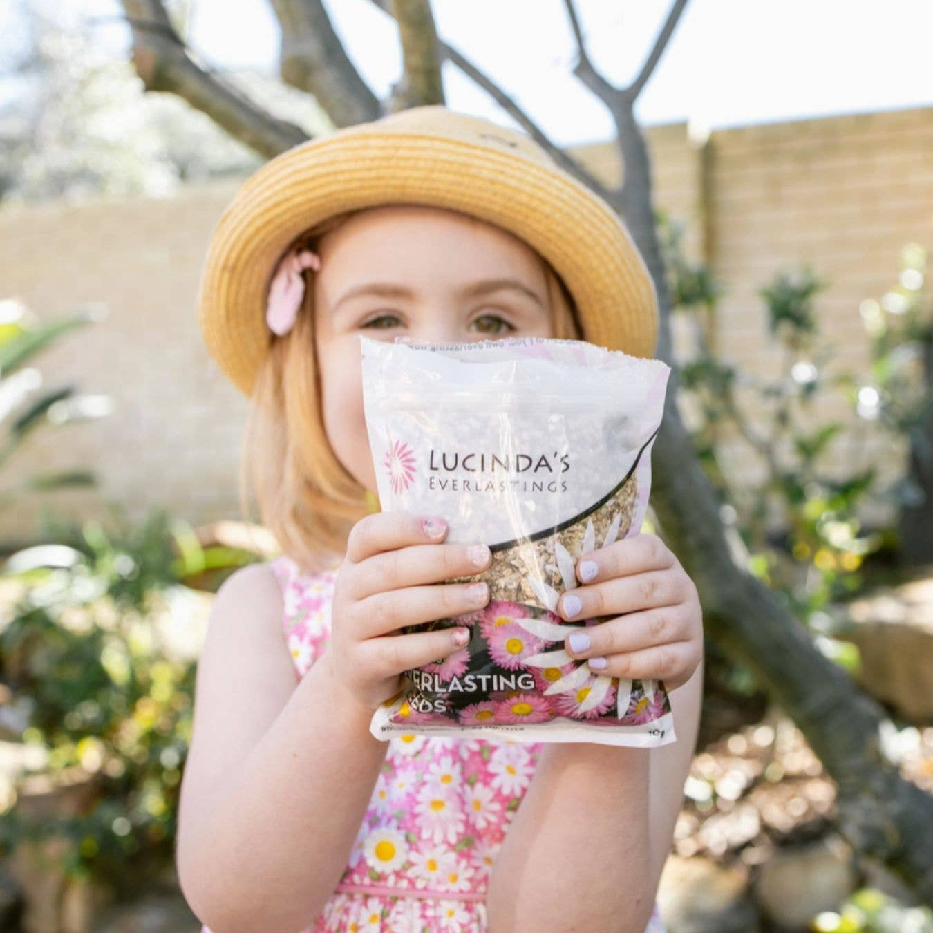 Everlasting Paper Daisy Seed - 20 g Packet Refills