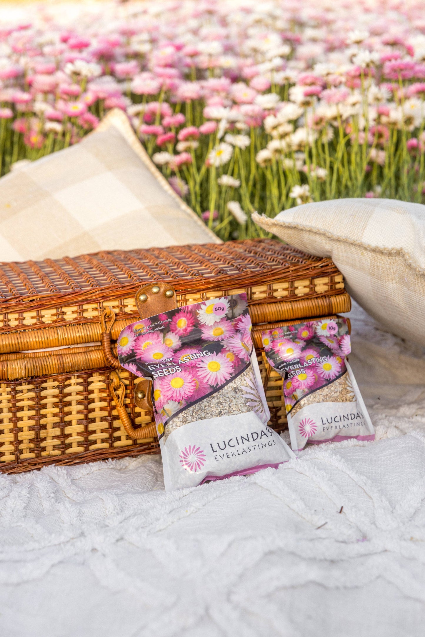 Everlasting Paper Daisy Seed - 50 g Packet Refills