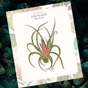 The Language of Houseplants