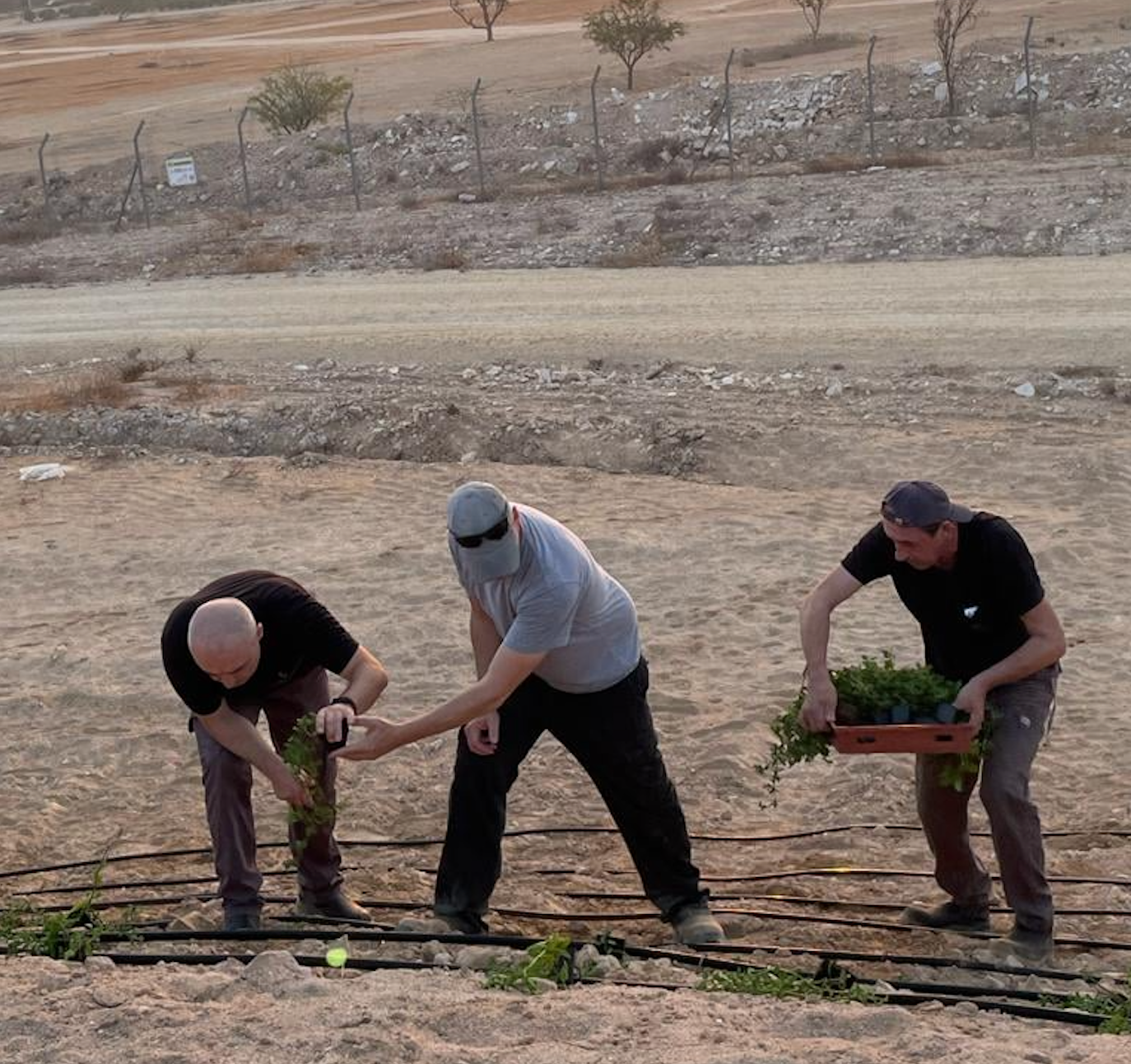 Santal + Jojoba Oil, 100% Organic