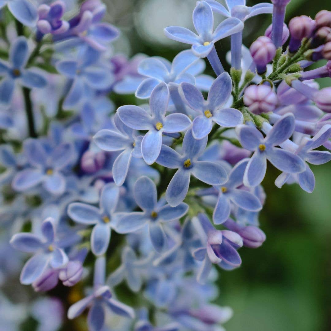 Santal + Jojoba Oil, 100% Organic