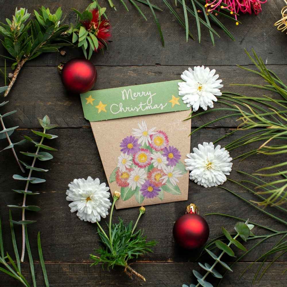 Christmas Native Daisies Gift of Seeds (Australia Only)
