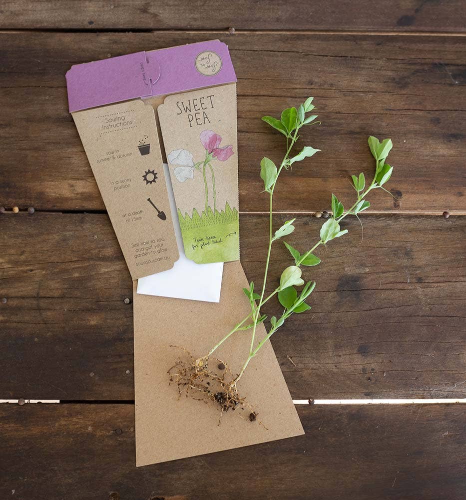 Sweet Pea Gift of Seeds (Australia Only)
