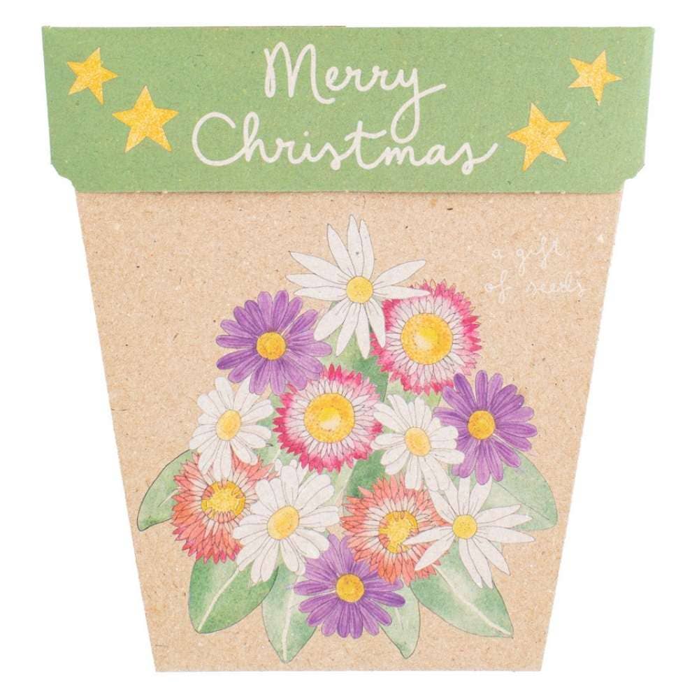 Christmas Native Daisies Gift of Seeds (Australia Only)