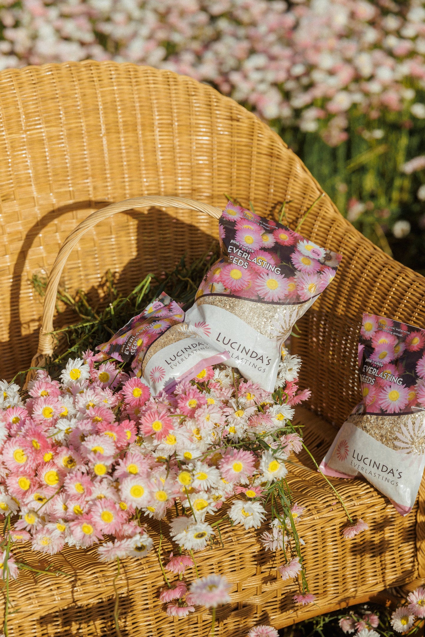 Everlasting Paper Daisy Seed - 10 g Packet Refills