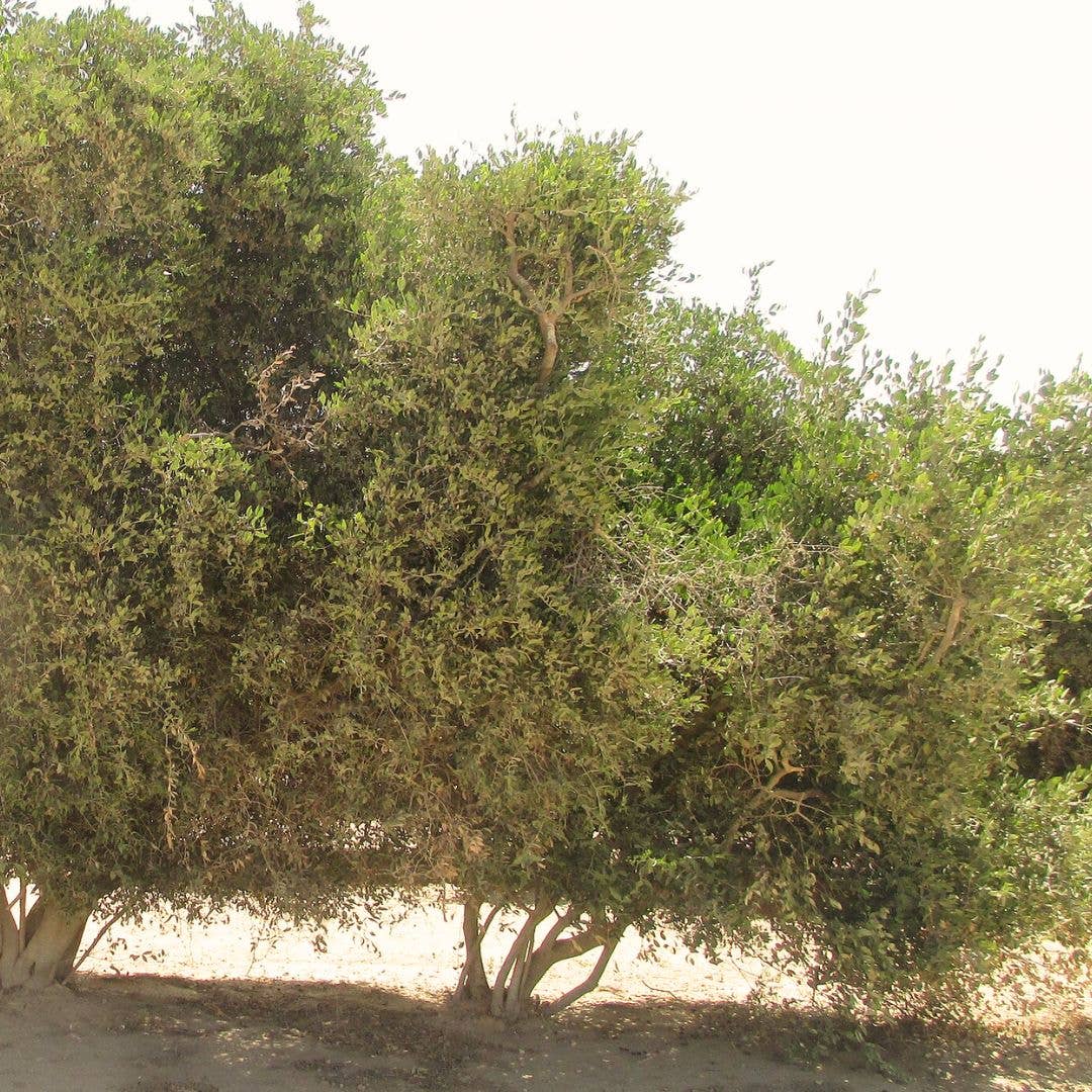 Santal + Jojoba Oil, 100% Organic