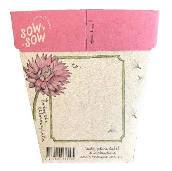 Everlasting Daisy Gift of Seeds (Australia Only)