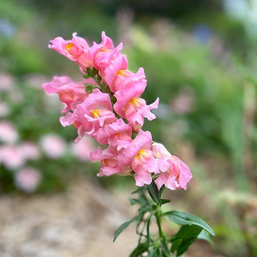 Thinking of You Gift of Seeds (Australia Only)