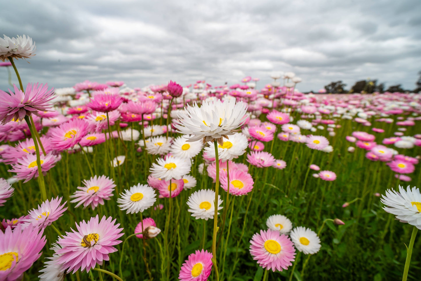 Everlasting Paper Daisy Seed - 10 g Packet Refills