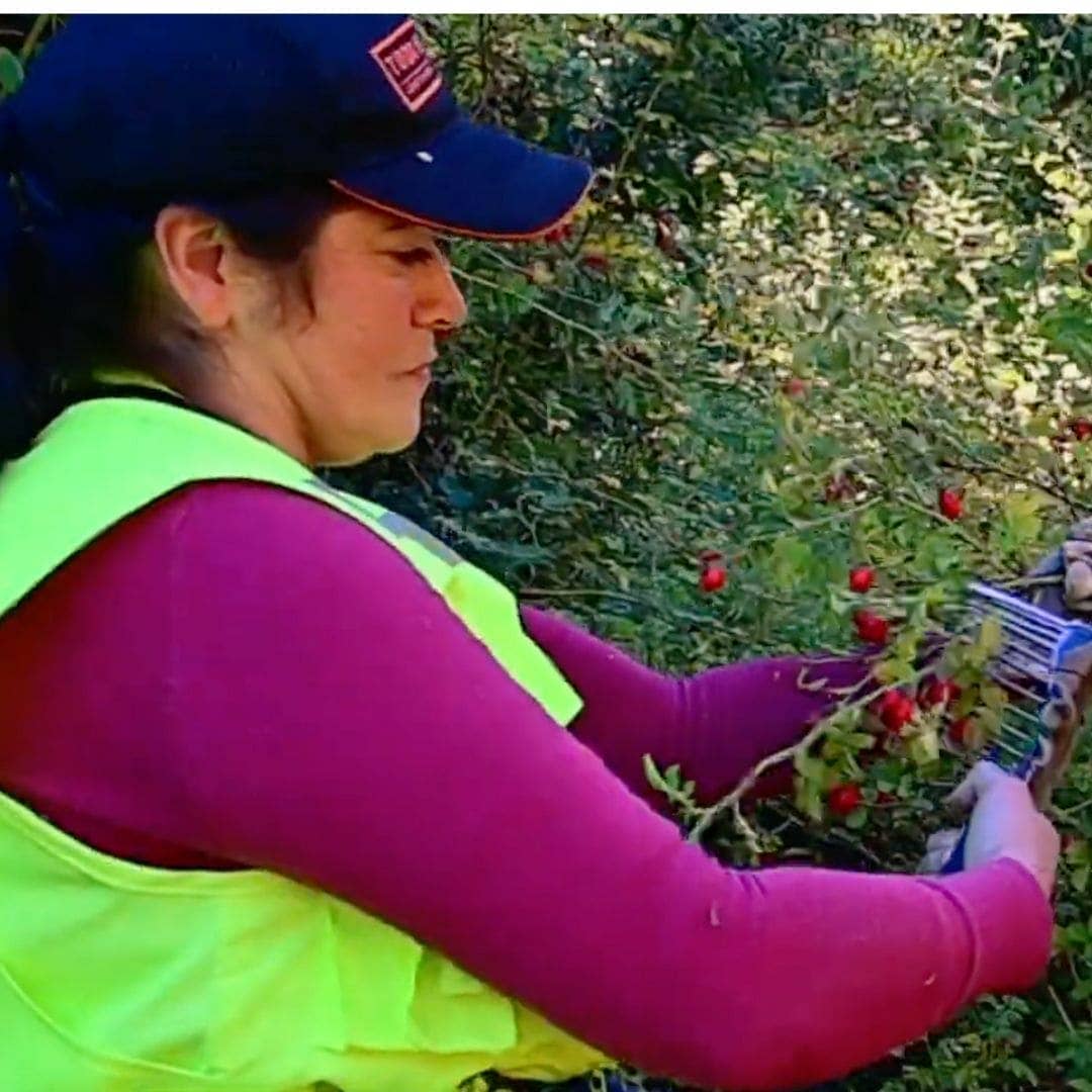 Rosehip Oil, 100% Organic