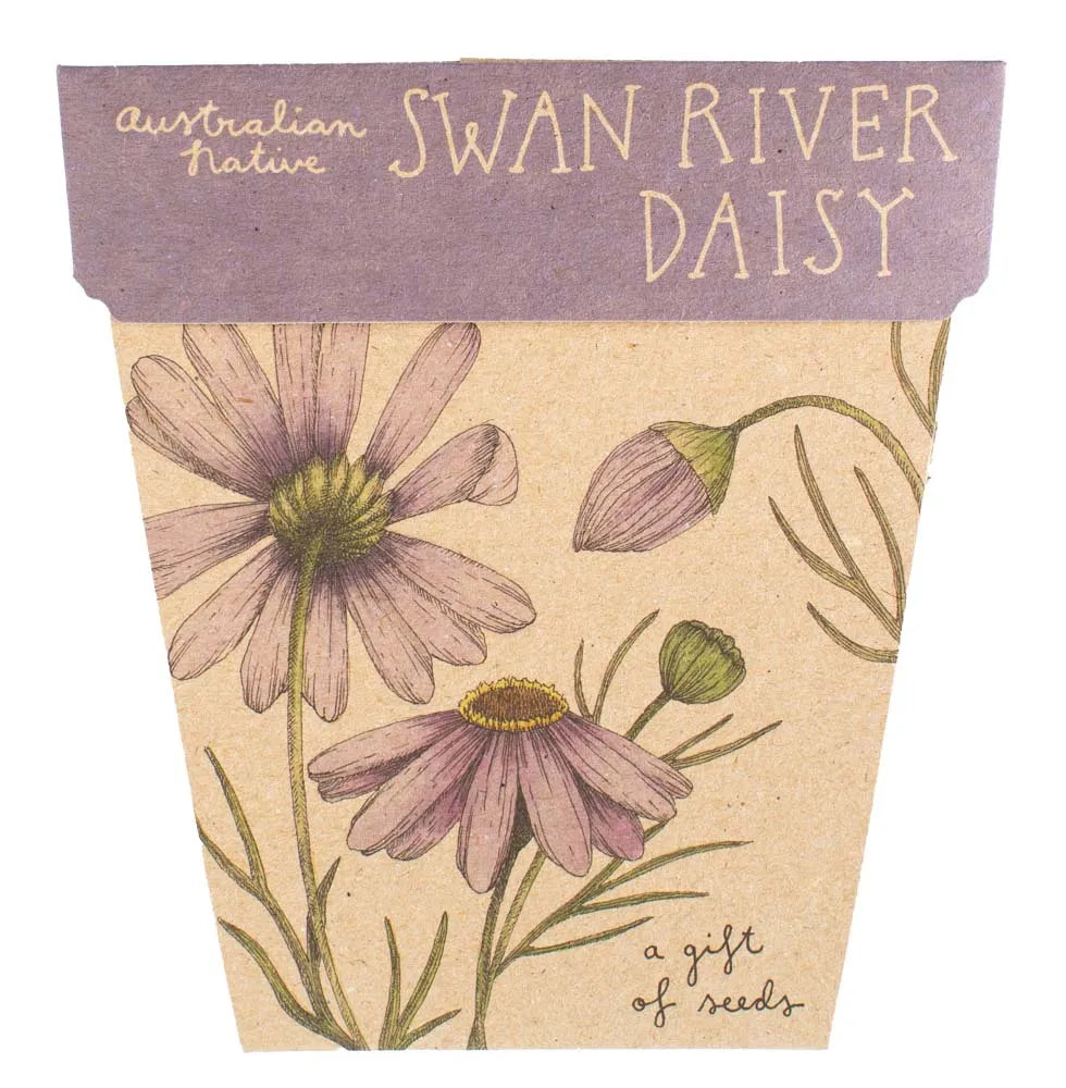 Seed Pack - Swan River Daisy