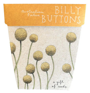 Seed Pack - Billy Buttons